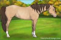 Horse Color:Amber Champagne Rabicano
