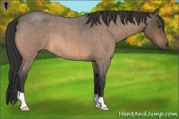 Horse Color:Buckskin Roan 