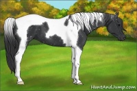Horse Color:Black Tobiano 
