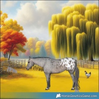 Horse Color:Brown Dun Appaloosa Brindle