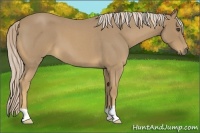 Horse Color:Palomino Roan