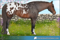 Horse Color:Brown Appaloosa