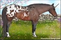 Horse Color:Brown Appaloosa 