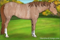 Horse Color:Chestnut Ice Rabicano 