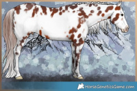 Horse Color:White Spotted Chocolate Bay Frame Appaloosa 