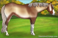 Horse Color:Silver Bay Onyx 