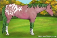 Horse Color:Watercolor Bay Appaloosa