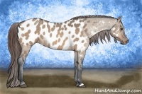 Horse Color:Bay Roan Dun Appaloosa