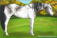 Horse Color:White Spotted Grullo 