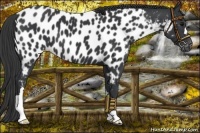 Horse Color:Black Near Leopard 