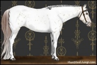Horse Color:Bay Dun Tobiano Appaloosa 