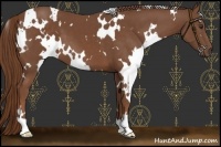 Horse Color:White Spotted Chestnut 