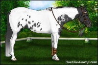 Horse Color:Black Tobiano Appaloosa 