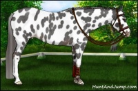 Horse Color:Liver Red Roan Near Leopard 