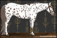 Horse Color:Liver Chestnut Near Leopard 