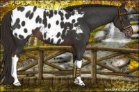 Horse Color:Liver Chestnut Appaloosa 