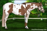 Horse Color:Chestnut Tobiano  and Chestnut Appaloosa 