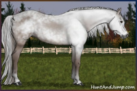 Horse Color:Gray Bay 