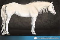 Horse Color:Palomino Roan Onyx Splash
