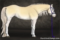 Horse Color:Palomino Roan Onyx Splash