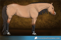 Horse Color:Bay Dun