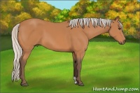 Horse Color:Silver Bay 