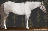 Horse Color:Liver Chestnut Rabicano 