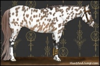 Horse Color:Brown Dun Near Leopard 