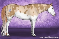 Horse Color:Red Dun Splash  and Gold Champagne Dun Splash 