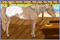 Horse Color:Chestnut Appaloosa 