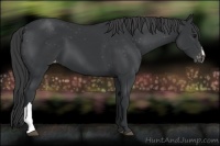 Horse Color:Black Appaloosa