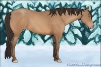 Horse Color:Amber Champagne 