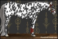 Horse Color:Black Appaloosa