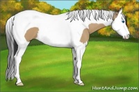 Horse Color:Buckskin Dun Splash Tobiano