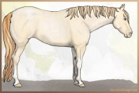 Horse Color:Buckskin Roan Pearl and Buckskin Pearl Tobiano