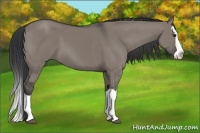 Horse Color:Grullo Splash 