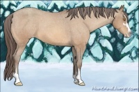 Horse Color:Sable Champagne Sabino Appaloosa 