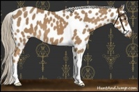 Horse Color:Palomino Leopard 