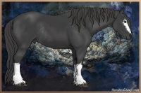 Horse Color:White Spotted Smoky Black Rabicano 