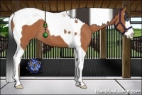 Horse Color:Bay Splash Tobiano