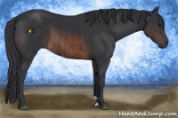 Horse Color:Black  and Brown 