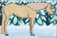 Horse Color:Palomino Dun