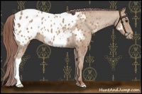 Horse Color:Chocolate Classic Champagne Appaloosa 
