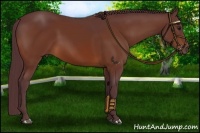 Horse Color:Chocolate Bay 