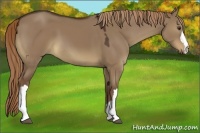 Horse Color:Liver Red Dun 