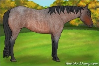 Horse Color:Bay Roan 