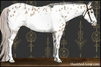 Horse Color:Palomino Roan Frame Near Leopard 
