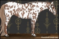 Horse Color:Red Roan Near Leopard 