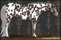 Horse Color:Liver Chestnut Appaloosa