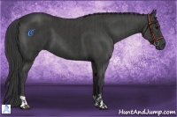 Horse Color:Black  and Smoky Black 